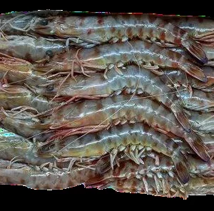 Gamba blanca de Huelva